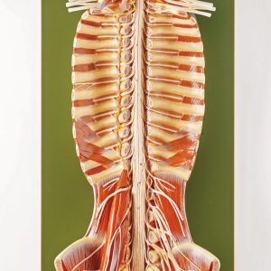 Spinal Cord in the Spinal Canal, Light