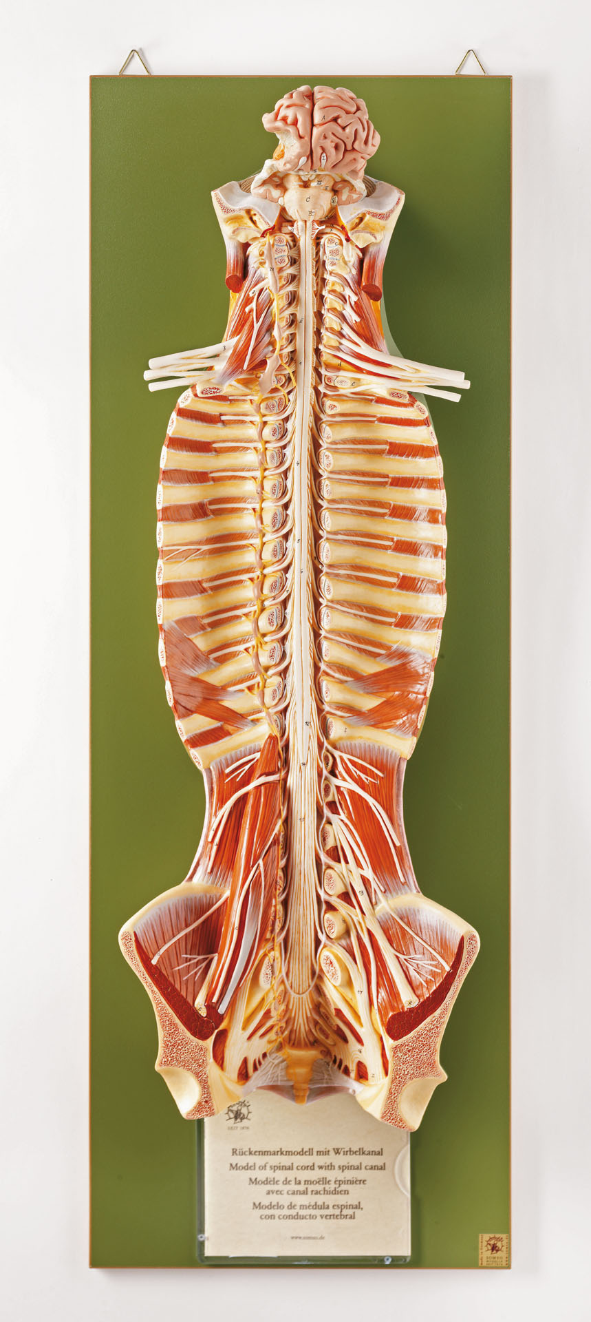 Spinal Cord in the Spinal Canal, Light