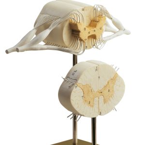 Spinal Cord