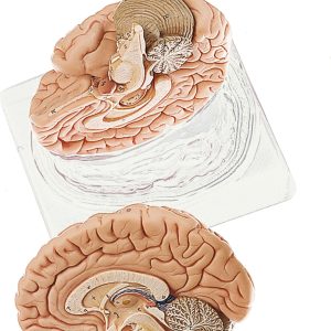 Brain - Separates Into 2 Parts