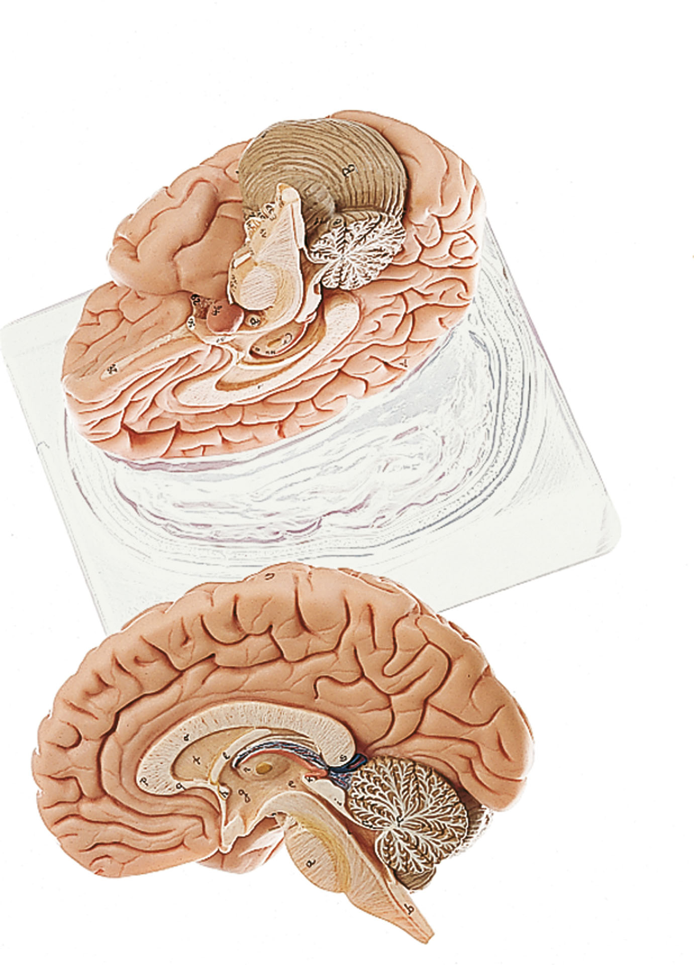 Brain – Separates Into 2 Parts