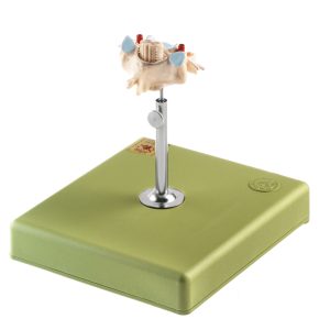 Cervical Vertebra (C VI) With Spinal Cord