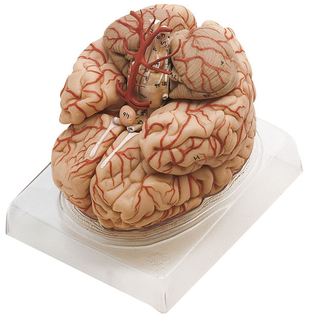 Brain With Arteries – Separates Into 9 Parts