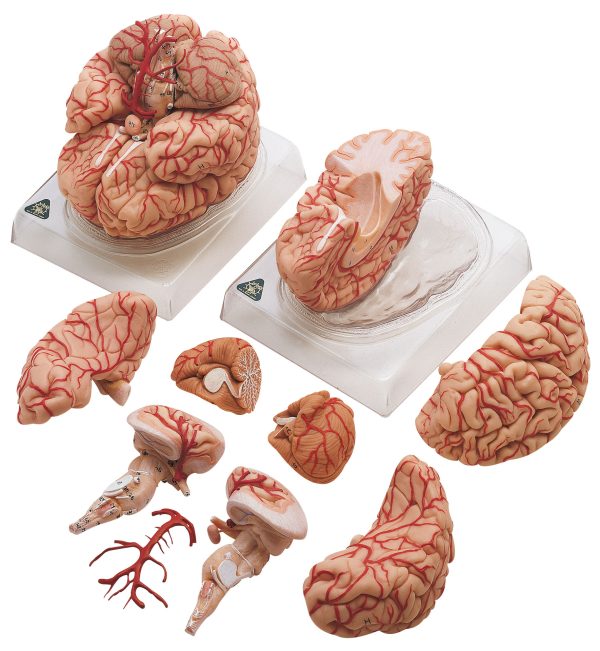 Brain With Arteries - Separates Into 9 Parts | Adam,Rouilly