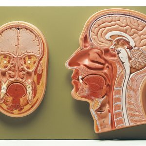 Median and Frontal Section of the Head, Light