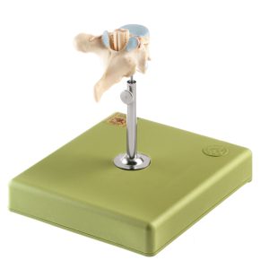 Thoracic Vertebra (Th II) With Spinal Cord