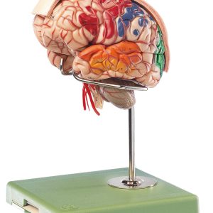 Brain With Arteries, Falx Cerebri and Indicated Cytoarchitectural Areas - Separates Into 10 Parts