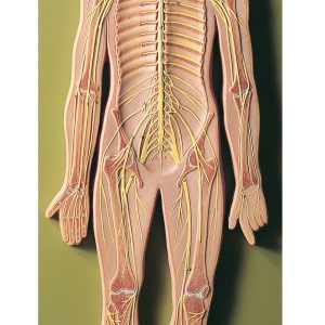 Nervous System, Light