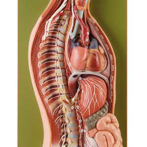 Sympathetic Nervous System, Light