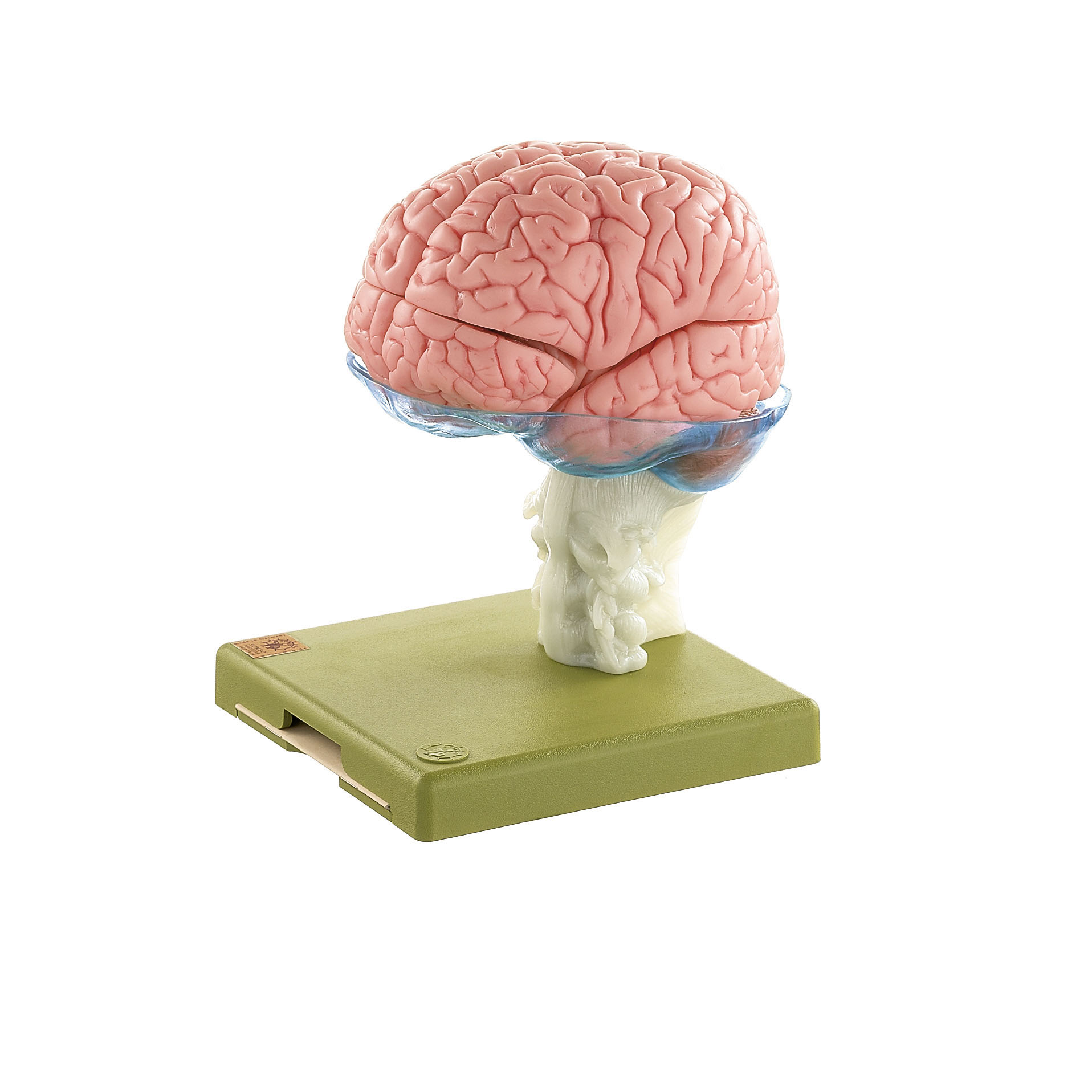 Model of Brain – Separates Into 15 Parts