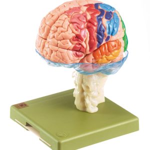 Model of Brain With Indicated Cytoarchtural Areas - Separates Into 15 Parts
