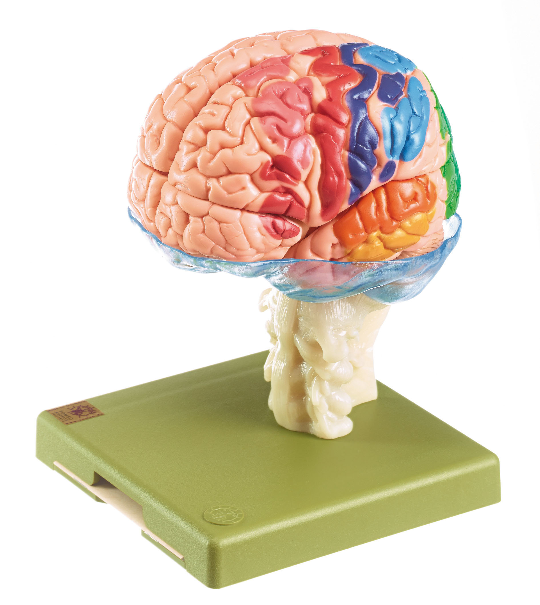 Model of Brain With Indicated Cytoarchtural Areas – Separates Into 15 Parts