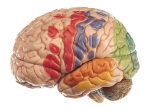 Model of Brain With Indicated Cytoarchtural Areas - Separates Into 15 Parts