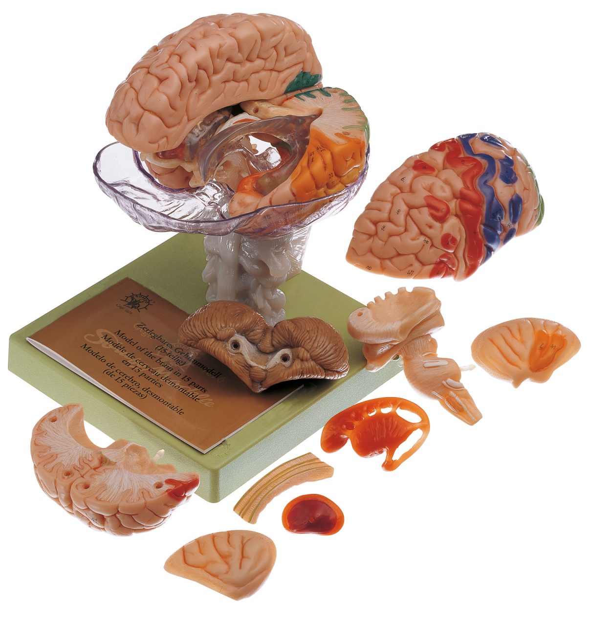 Model of Brain With Indicated Cytoarchtural Areas - Separates Into 15 Parts