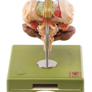 Model of Brain Stem - Separates Into 12 Parts
