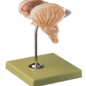Model of Brain Stem - Separates Into 8 Parts