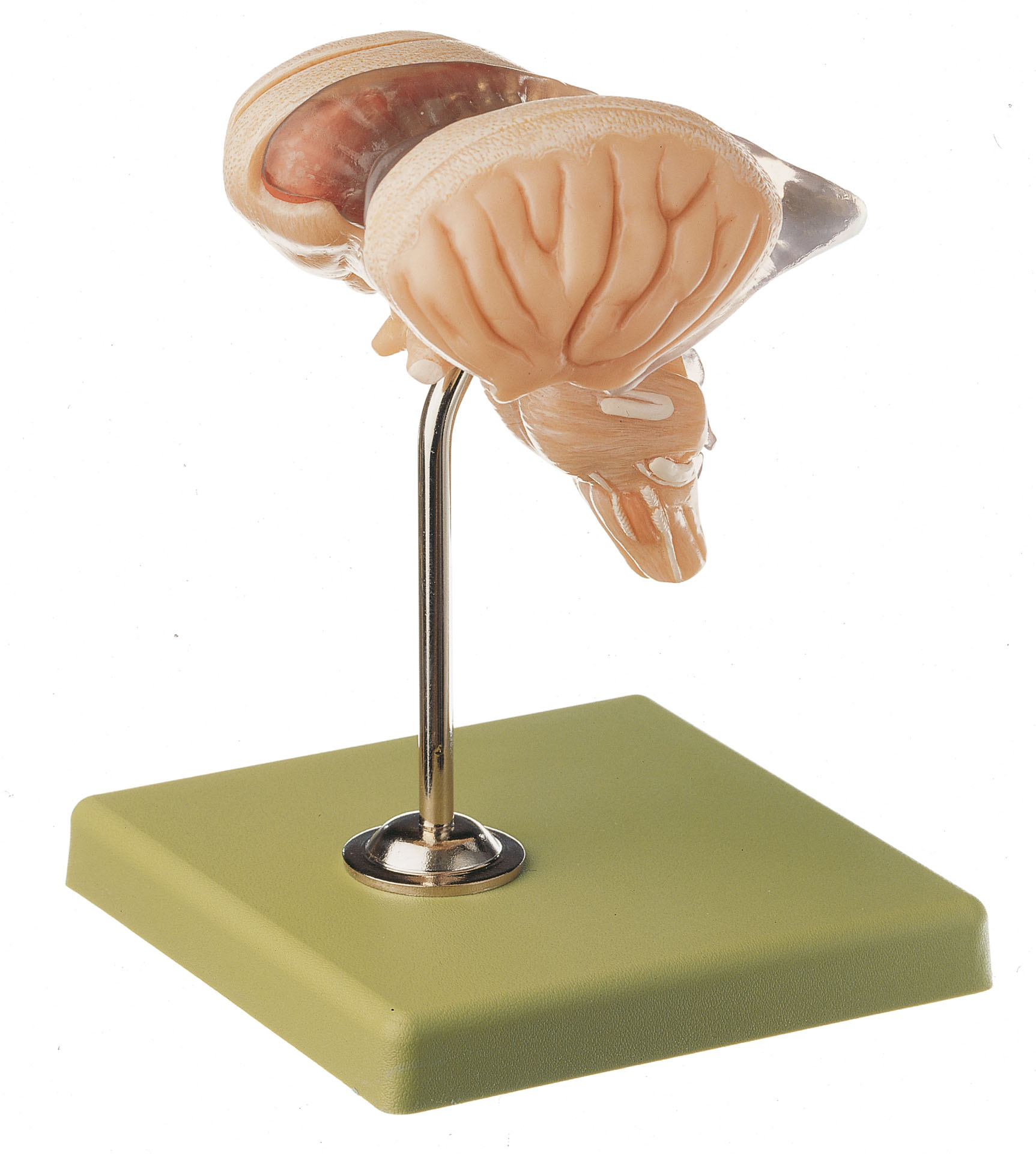 Model of Brain Stem – Separates Into 8 Parts
