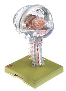 Transparent Brain Model - Separates Into 15 Parts