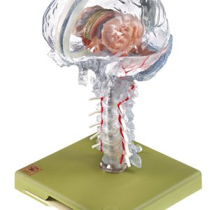 Transparent Brain Model - Separates Into 15 Parts