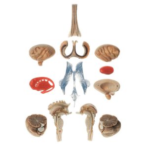 Transparent Brain Model - Separates Into 15 Parts