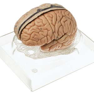 Model of Brain - Separates Into 6 Parts