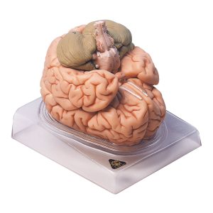 Brain - Separates Into 8 Parts