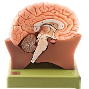 Model of Half Brain - Separates Into 4 Parts