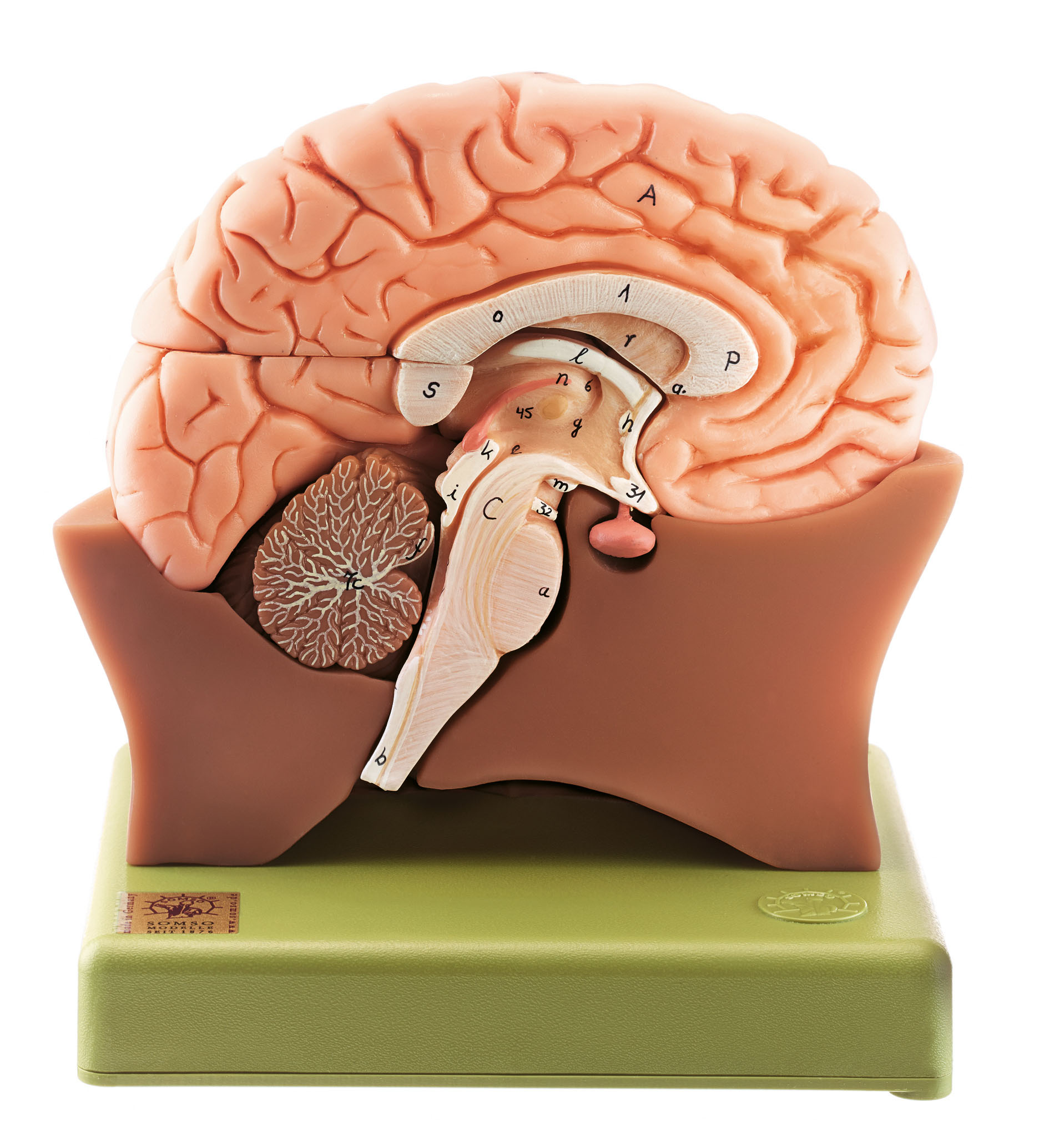 Model of Half Brain – Separates Into 4 Parts