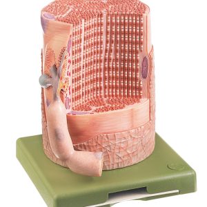 Transversely Striated Muscular Fibre With Motor End-plate
