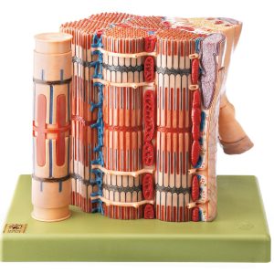 Functional Model of the Skeletal Muscular Fibre