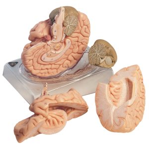 Brain - Separates Into 4 Parts