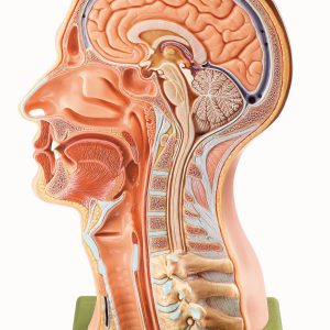 Model of the Head, Light