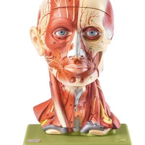 Head With Muscles, Vessels and Nerves, Light