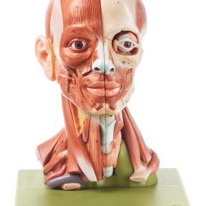 Head With Muscles, Light