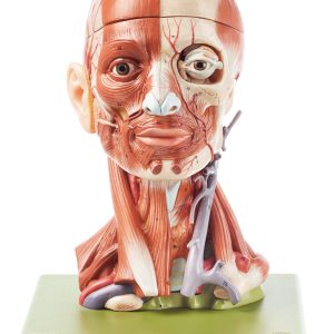 Head With Muscles, Light