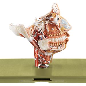 Nerves and Blood-vessels on the Facial Skull, Light