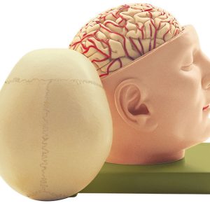 Base of the Head, Light