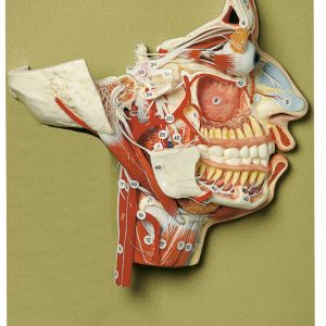 Model of the Head, Light