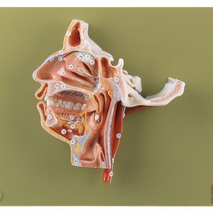 Model of the Head, Light