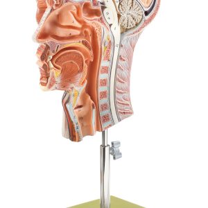 Half of the Head, Light