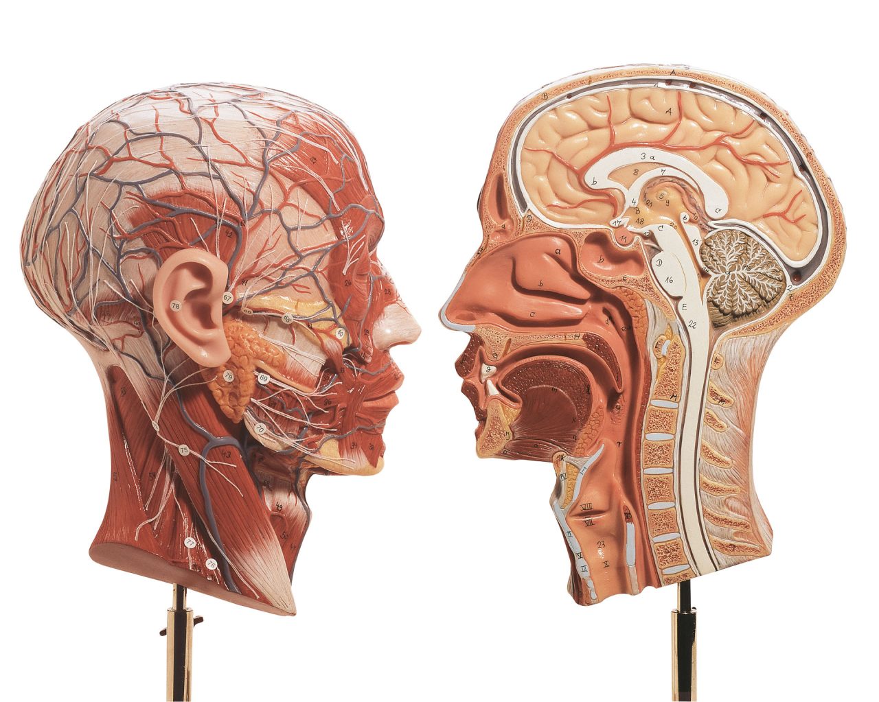 Half of the Head, Light