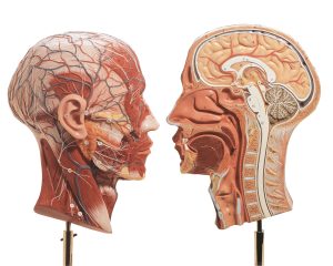 Half of the Head, Light