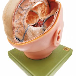 Proportions of the Dura Mater, Light