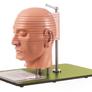 Anatomical Sectional Model of the Head (Combined With Corresponding Mr-figures), Light