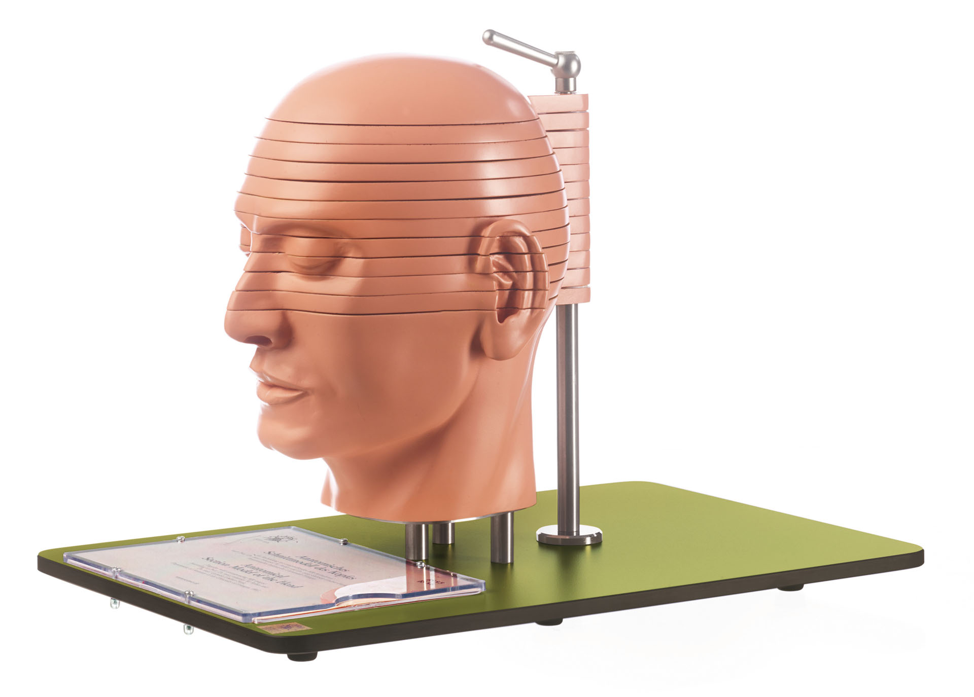 Anatomical Sectional Model of the Head (Combined With Corresponding Mr-figures), Light