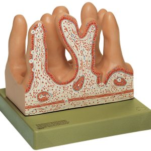 Internal Surface of the Jejunum