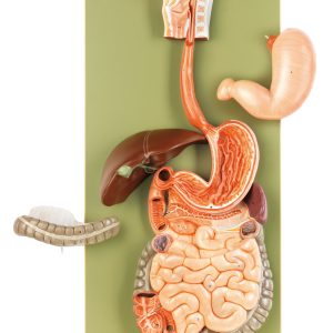Digestive Tract, Light