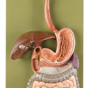 Digestive System, Light
