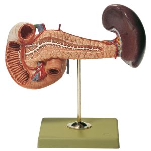 Pancreas With Spleen and Duodenum