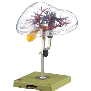 Model of the Surgical Division of the Liver Into Segments